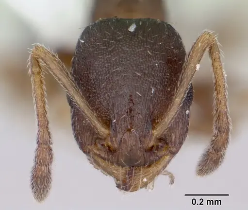Temnothorax nevadensis specimen CASENT0103165 image casent0103165_2