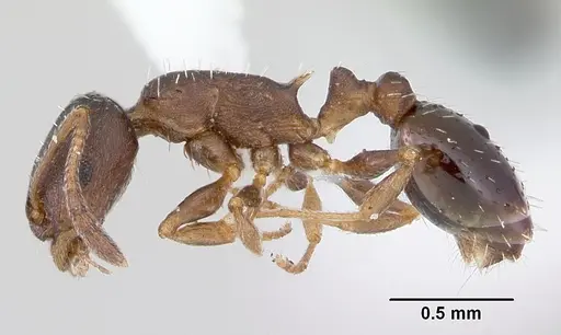 Temnothorax nevadensis specimen CASENT0103165 image casent0103165_3