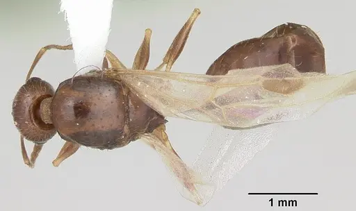 Temnothorax nevadensis specimen CASENT0103166 image casent0103166_1