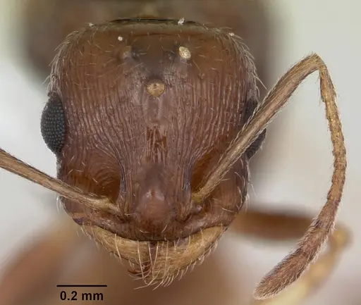 Temnothorax nevadensis specimen CASENT0103166 image casent0103166_2