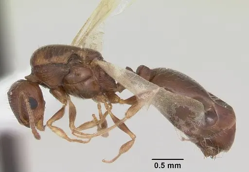 Temnothorax nevadensis specimen CASENT0103166 image casent0103166_3