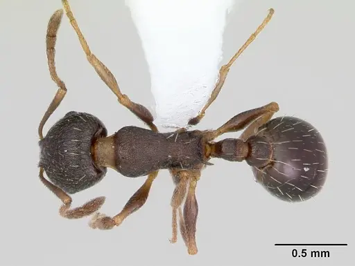 Temnothorax nevadensis specimen CASENT0103385 image casent0103385_1