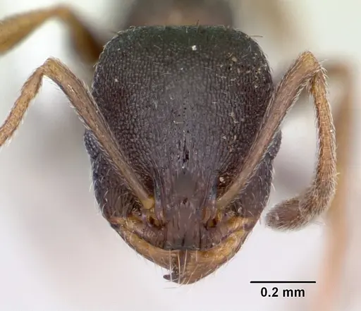 Temnothorax nevadensis specimen CASENT0103385 image casent0103385_2