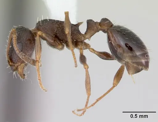 Temnothorax nevadensis specimen CASENT0103385 image casent0103385_3