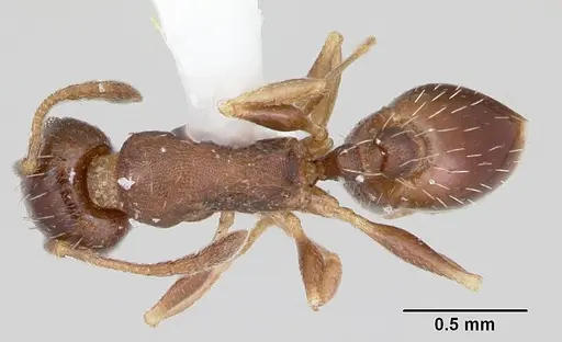 Temnothorax nevadensis specimen CASENT0103389 image casent0103389_1