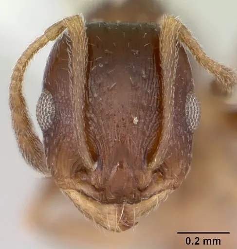 Temnothorax nevadensis specimen CASENT0103389 image casent0103389_2