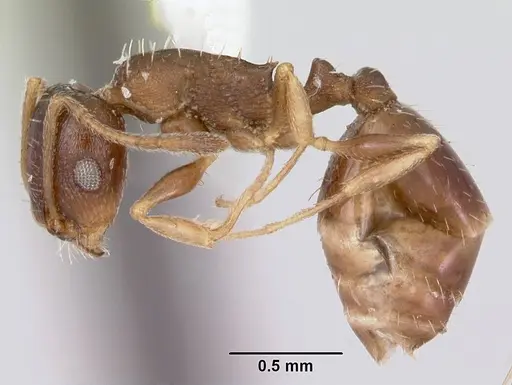 Temnothorax nevadensis specimen CASENT0103389 image casent0103389_3