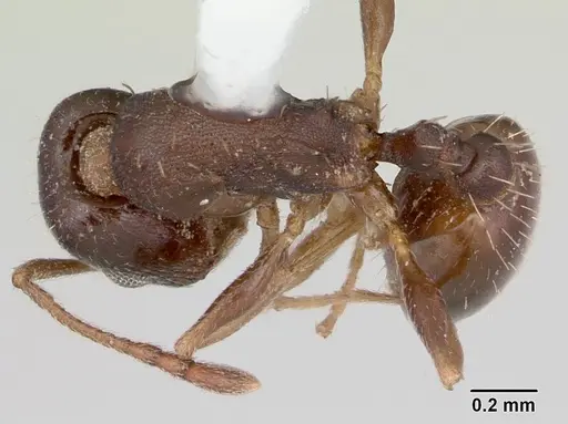 Temnothorax nevadensis specimen CASENT0103390 image casent0103390_1