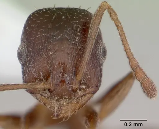 Temnothorax nevadensis specimen CASENT0103390 image casent0103390_2