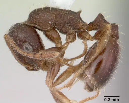 Temnothorax nevadensis specimen CASENT0103390 image casent0103390_3