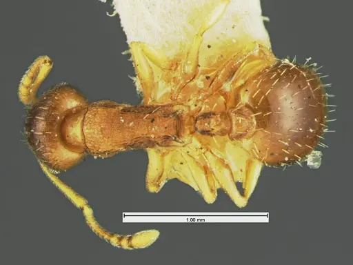 Temnothorax nevadensis specimen CASENT0105627 image casent0105627_1