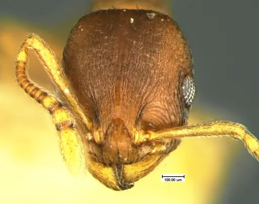 Temnothorax nevadensis specimen CASENT0105627 image casent0105627_2