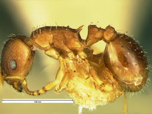 Temnothorax nevadensis specimen CASENT0105627 image casent0105627_3