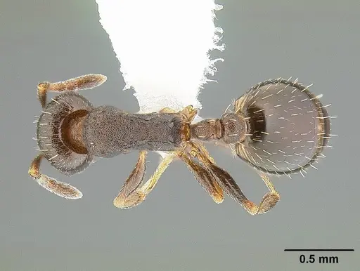 Temnothorax nevadensis specimen CASENT0221903 image casent0221903_1