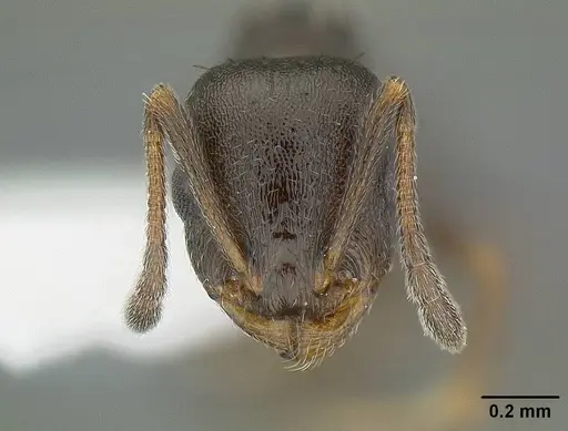 Temnothorax nevadensis specimen CASENT0221903 image casent0221903_2