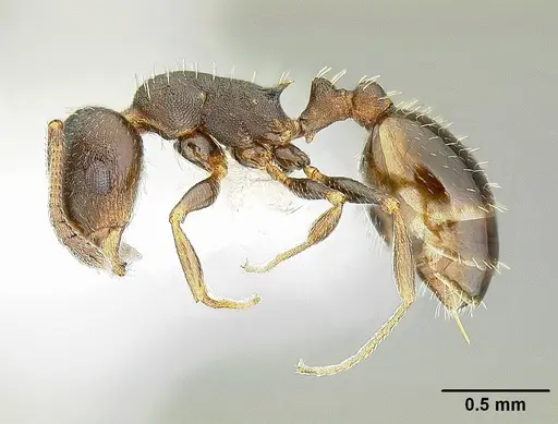 Temnothorax nevadensis specimen CASENT0221903 image casent0221903_3