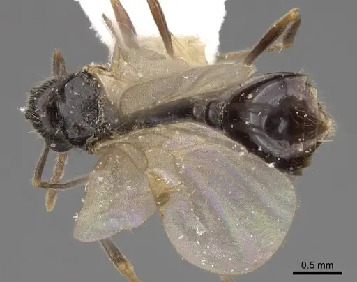 Temnothorax nevadensis specimen CASENT0923082 image casent0923082_1