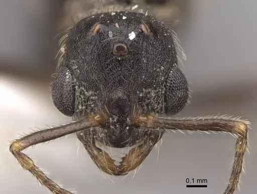 Temnothorax nevadensis specimen CASENT0923082 image casent0923082_2