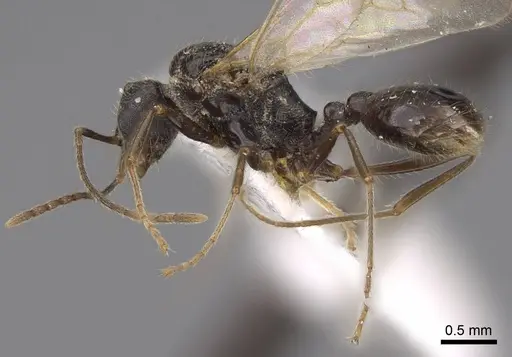 Temnothorax nevadensis specimen CASENT0923082 image casent0923082_3