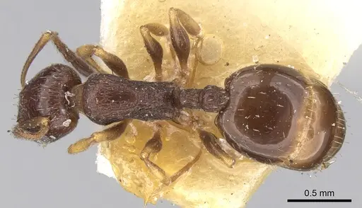Temnothorax niger specimen CASENT0906177 image casent0906177_1