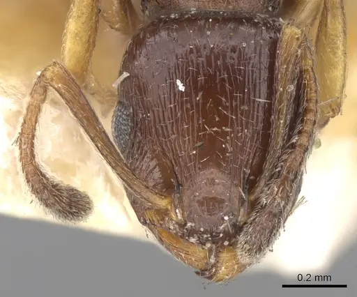 Temnothorax niger specimen CASENT0906177 image casent0906177_2