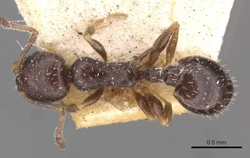 Temnothorax niger specimen CASENT0909032 image casent0909032_1