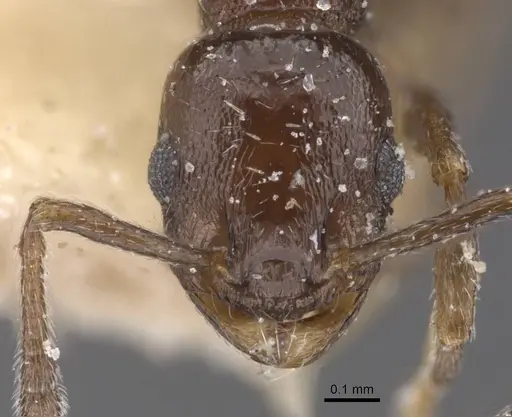 Temnothorax niger specimen CASENT0912970 image casent0912970_2
