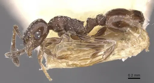 Temnothorax niger specimen CASENT0912970 image casent0912970_3