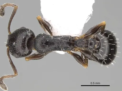 Temnothorax niger specimen CASENT0922697 image casent0922697_1