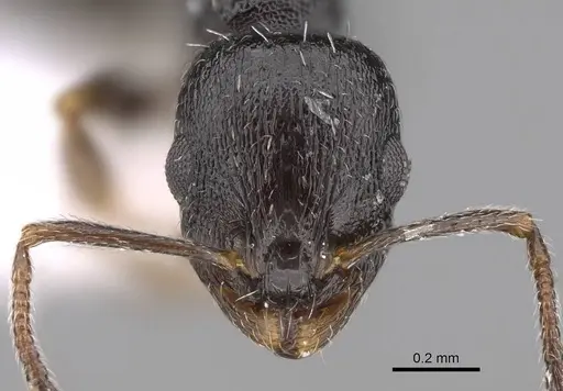Temnothorax niger specimen CASENT0922697 image casent0922697_2