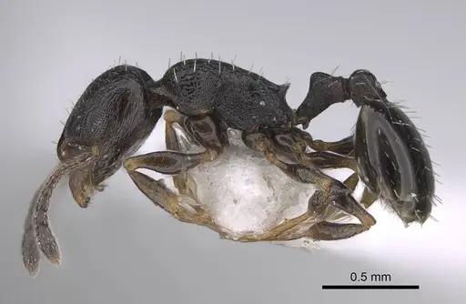Temnothorax niger specimen CASENT0922697 image casent0922697_3