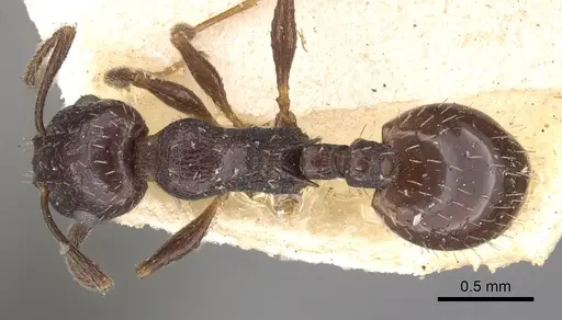 Temnothorax nigritus specimen CASENT0901784 image casent0901784_1