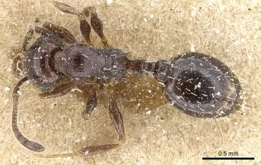 Temnothorax nigritus specimen CASENT0904737 image casent0904737_1