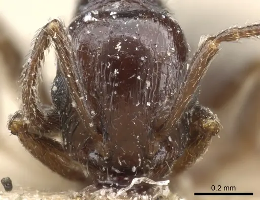 Temnothorax nigritus specimen CASENT0904737 image casent0904737_2