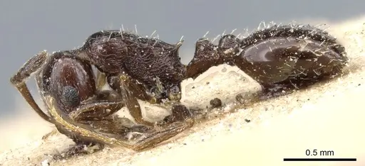 Temnothorax nigritus specimen CASENT0904737 image casent0904737_3