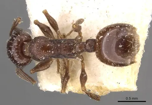 Temnothorax nigritus specimen CASENT0909033 image casent0909033_1