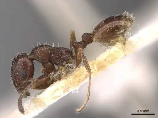Temnothorax nigritus specimen CASENT0909033 image casent0909033_3