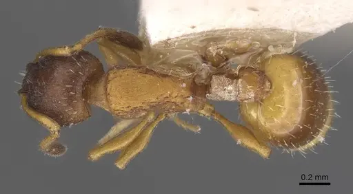 Temnothorax nigritus specimen CASENT0912972 image casent0912972_1