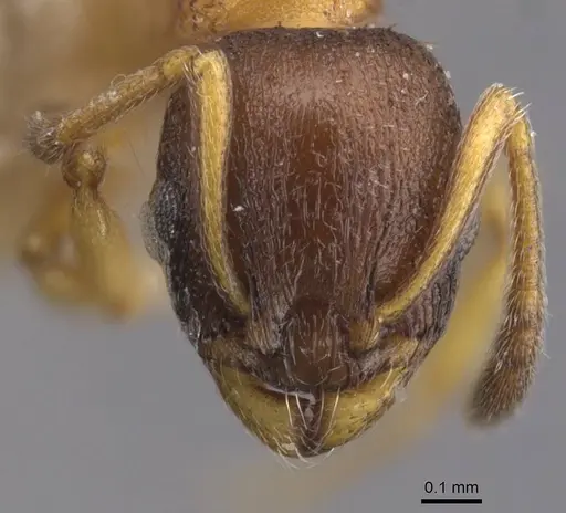 Temnothorax nigritus specimen CASENT0912972 image casent0912972_2