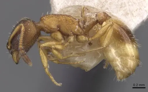 Temnothorax nigritus specimen CASENT0912972 image casent0912972_3