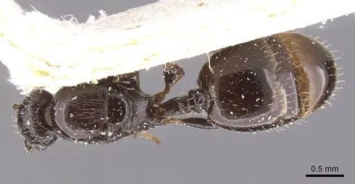 Temnothorax nigritus specimen CASENT0912973 image casent0912973_1