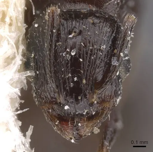 Temnothorax nigritus specimen CASENT0912973 image casent0912973_2
