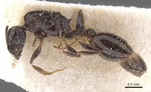 Temnothorax nigritus specimen CASENT0912973 image casent0912973_3