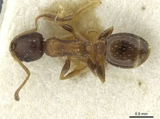 Temnothorax nigritus specimen CASENT0913632 image casent0913632_1