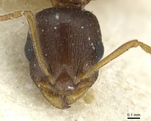Temnothorax nigritus specimen CASENT0913632 image casent0913632_2