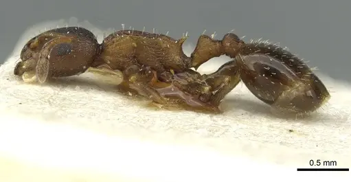 Temnothorax nigritus specimen CASENT0913632 image casent0913632_3