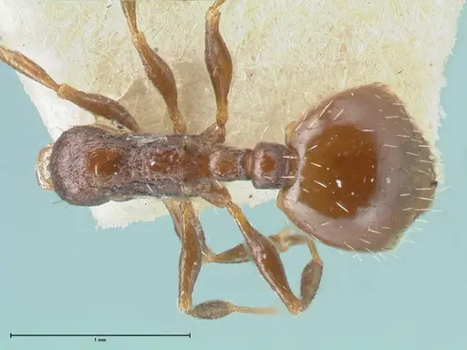 Temnothorax nigritus specimen FOCOL2011 image focol2011_1
