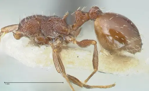 Temnothorax nigritus specimen FOCOL2011 image focol2011_2