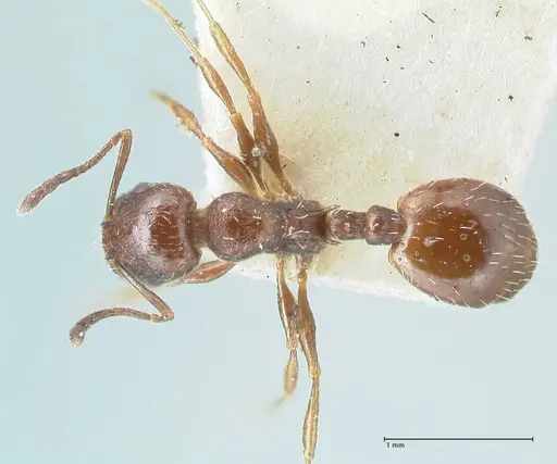 Temnothorax nigritus specimen FOCOL2012 image focol2012_1