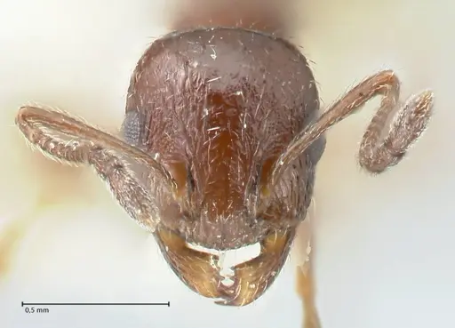 Temnothorax nigritus specimen FOCOL2012 image focol2012_2